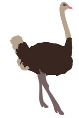 ダチョウのイラスト　右向き