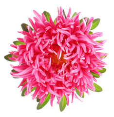 beautiful chrysanthemum flower, isolated on white