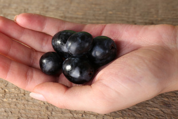 Purple grapes in hand close-up