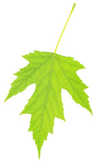 Green leaf isolated on white