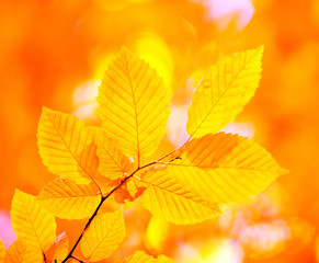 autumn leaves