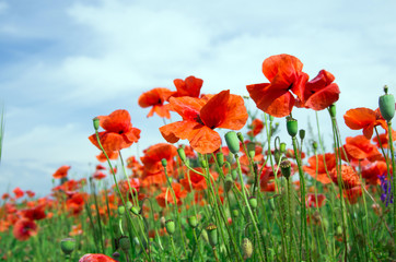 Obraz premium red poppy