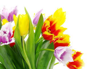 tulips
