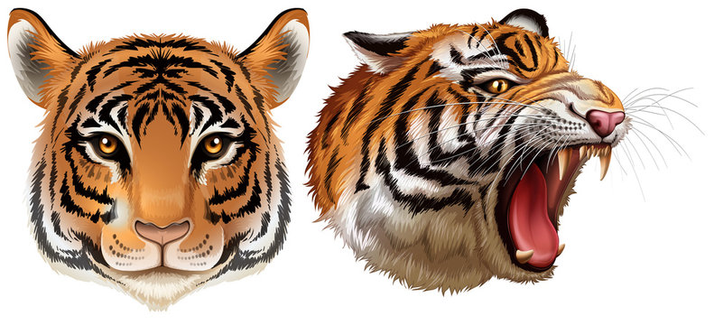 Head of the tigers