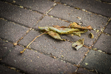 Fallen autumn leaves. Selective focus.