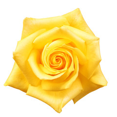 Yellow Rose isolated