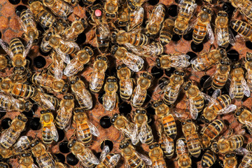 Close up view of the working bee on honeycomb