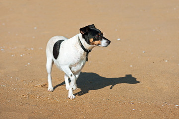 Jack Russell Terrier dog on nature background.