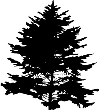 fir tree black isolatedsingle  silhouette illustration