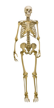 old human skeleton illustration on white background