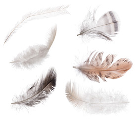 collection of six isolated feathers