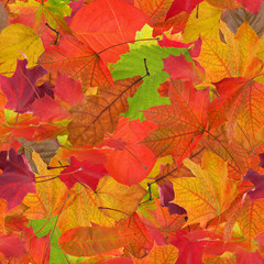 Naklejka na ściany i meble seamless background from fall leaves