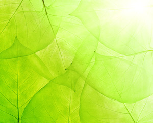 Fototapeta na wymiar green background from thin leaves