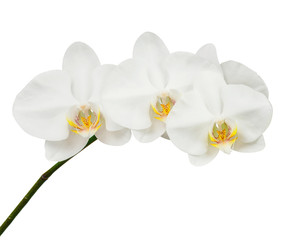 Naklejka na ściany i meble Seven day old white orchid isolated on white background.