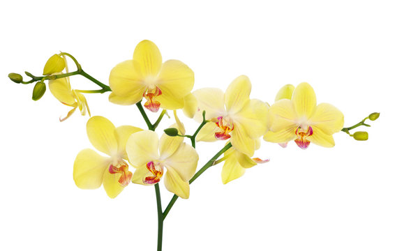 Fototapeta large branch with light yellow orchid flowers