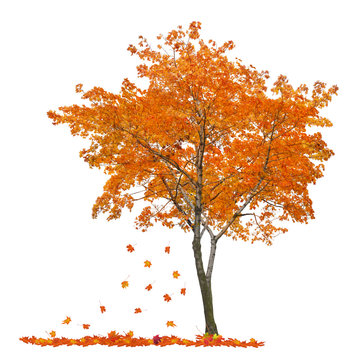 isolated single orange maple with falling leaves