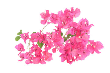 Pink blooming bougainvilleas isolate on white background
