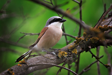Red-backed shrike in the foliage of a tree. Male.