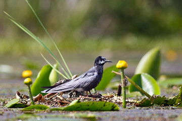 Black tern sitting on water vegetation of the lake.