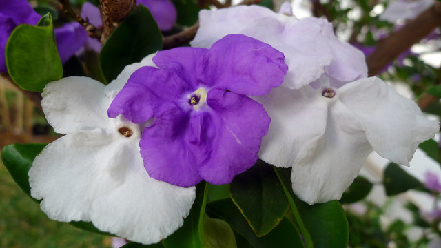 Francisc&eacute;a, jardin R&eacute;unionnais, La R&eacute;union