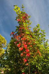 Fototapeta premium colorful ivy in fall