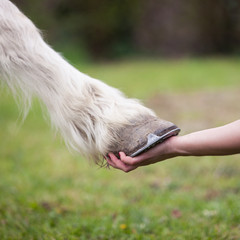 hand of girl holds hoof of white horse