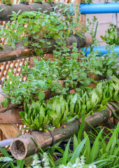 Plant herbs in bamboo stalk