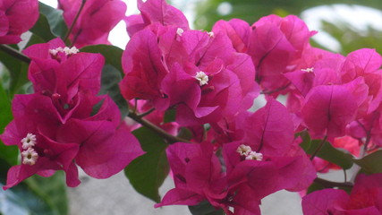 Fototapeta premium Bougainvillier, jardins créoles, La Réunion