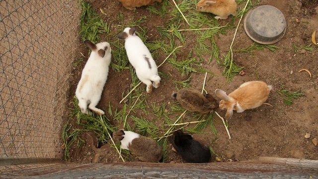 Rabbits in Cage. Zoo. Slow Motion.