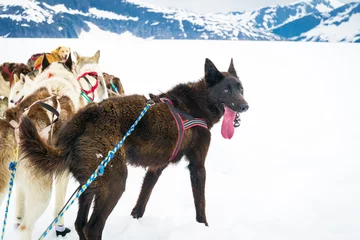 Photo sur Plexiglas Cercle polaire Sled dogs take a break from mushing across a snow plain