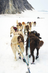 Sled dogs mushing and running through snow plains between mounta