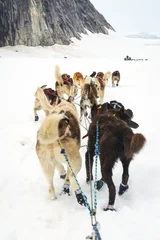 Wall murals Arctic circle Sled dogs mushing and running through snow plains between mounta