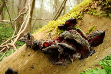 Auriculaire oreille-de-judas