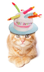 ginger kitten birthday