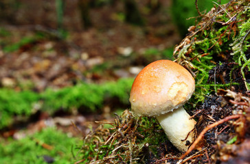 Hypholoma mushroom