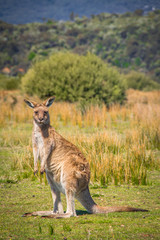 Kangaroo
