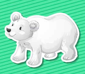 Polar bear