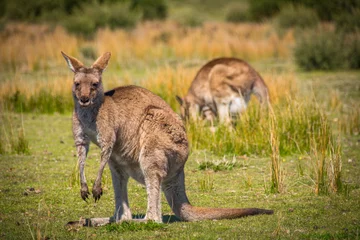 Crédence de cuisine en verre imprimé Kangourou Pâturage de kangourous