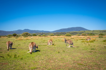 Grazing Kangaroos
