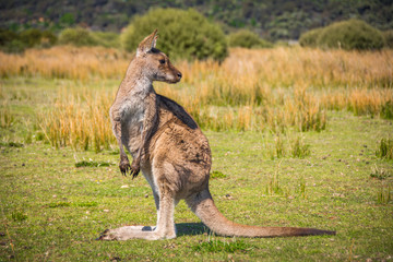 Kangaroo in Wilson Promontory Nationalpark