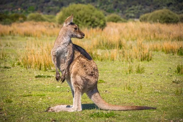 Photo sur Plexiglas Kangourou Kangaroo in Wilson Promontory Nationalpark