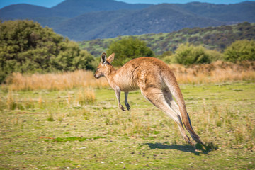 Springende kangoeroe