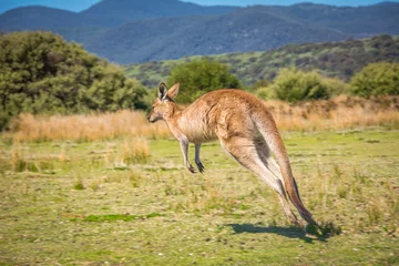 Fotobehang Kangoeroe Springende kangoeroe