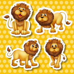 Lion set