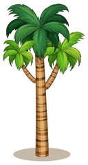 Obraz premium Palm tree
