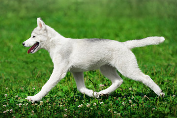 Naklejka na ściany i meble Puppy of Siberian husky running on green grass