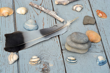 Schelpen en veer op oud geverfd hout