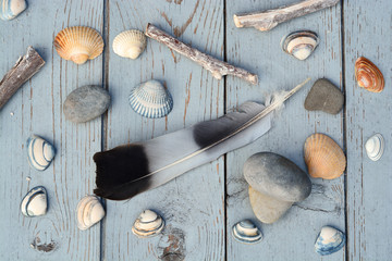 Schelpen en veer op oud geverfd hout