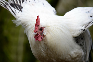 Huhn