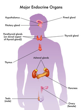 sistema endocrino